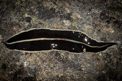 Australopacifica