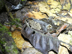 Oreobates quixensis