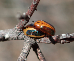 Calomela curtisi