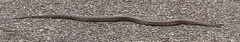 Pantherophis emoryi