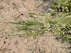 Prosopis velutina
