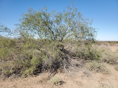 Prosopis velutina