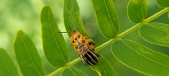 Alagoasa trifasciata