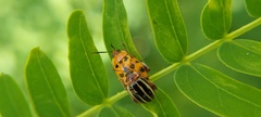 Alagoasa trifasciata