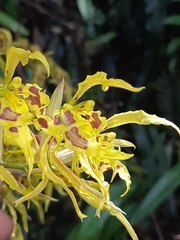 Cyrtochilum pardinum