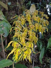Cyrtochilum pardinum