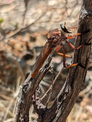 Colepia rufiventris