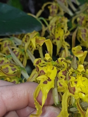 Cyrtochilum pardinum