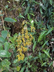 Cyrtochilum pardinum