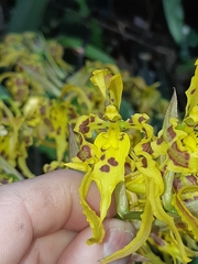 Cyrtochilum pardinum