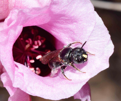Ceratina