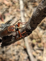 Colepia rufiventris