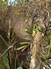 Epidendreae