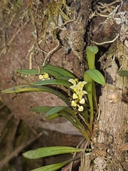 Epidendreae