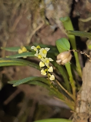 Epidendreae