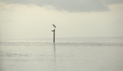 Ardea herodias occidentalis