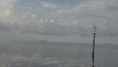 Ardea herodias occidentalis