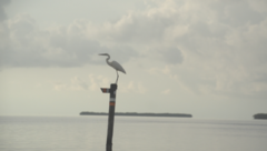 Ardea herodias occidentalis