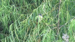 Coccyzus melacoryphus