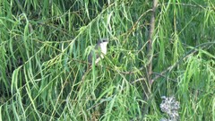 Coccyzus melacoryphus