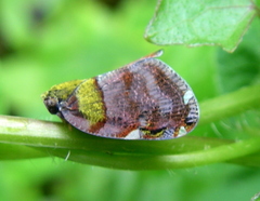 Ricanula trimaculata