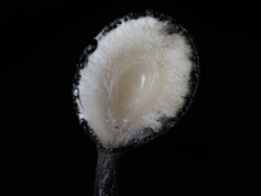 Xylaria schweinitzii