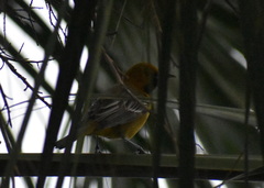 Icterus gularis