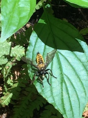 Laphria sericea