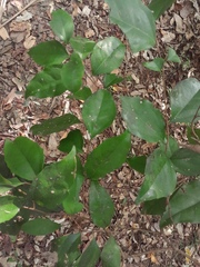 Cinnamomum