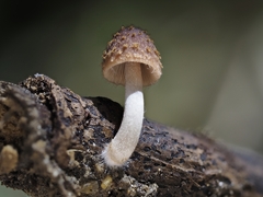 Candolleomyces
