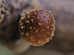 Candolleomyces
