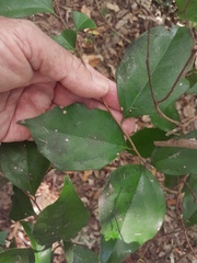 Cinnamomum