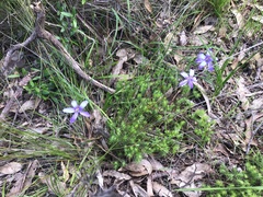 Cheiranthera alternifolia