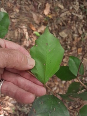 Cinnamomum