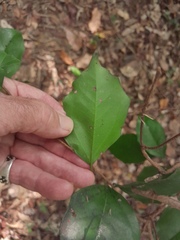 Cinnamomum