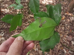 Cinnamomum