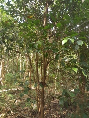 Cinnamomum