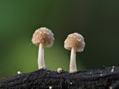 Candolleomyces