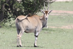 Tragelaphus oryx pattersonianus