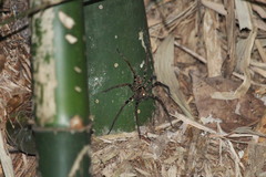 Heteropoda tetrica