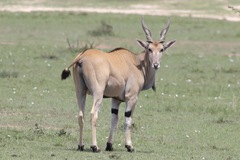 Tragelaphus oryx pattersonianus