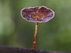 Microporus xanthopus