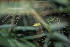 Bronchocela jubata