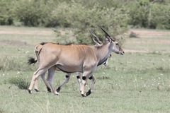 Tragelaphus oryx pattersonianus