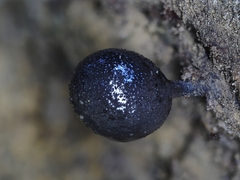 Xylaria schweinitzii