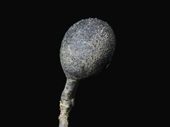 Xylaria schweinitzii