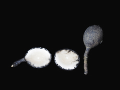 Xylaria schweinitzii