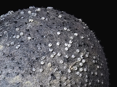 Xylaria schweinitzii