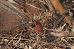 Ingerophrynus biporcatus