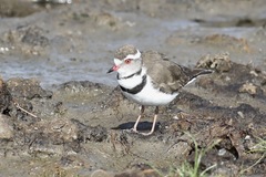 Charadrius tricollaris